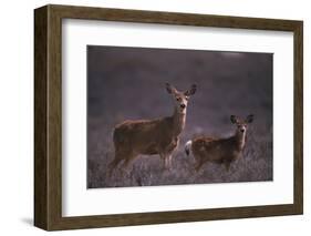 Doe and Fawn in Field-DLILLC-Framed Photographic Print