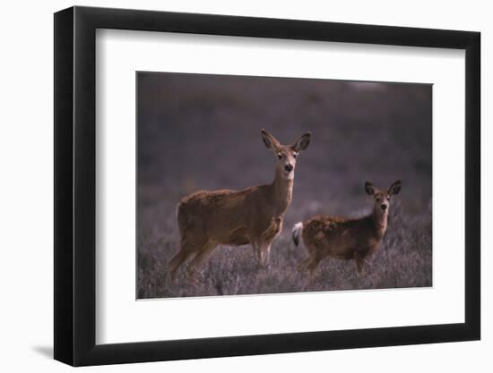 Doe and Fawn in Field-DLILLC-Framed Photographic Print