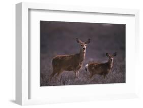 Doe and Fawn in Field-DLILLC-Framed Photographic Print