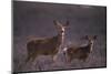 Doe and Fawn in Field-DLILLC-Mounted Photographic Print