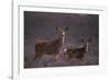 Doe and Fawn in Field-DLILLC-Framed Photographic Print