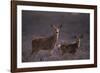 Doe and Fawn in Field-DLILLC-Framed Photographic Print