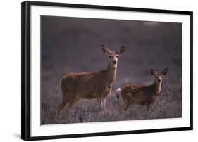 Doe and Fawn in Field-DLILLC-Framed Photographic Print