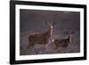 Doe and Fawn in Field-DLILLC-Framed Photographic Print