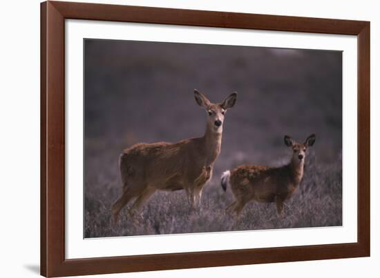 Doe and Fawn in Field-DLILLC-Framed Photographic Print