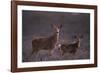 Doe and Fawn in Field-DLILLC-Framed Photographic Print