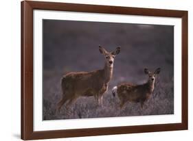 Doe and Fawn in Field-DLILLC-Framed Photographic Print