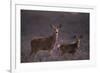 Doe and Fawn in Field-DLILLC-Framed Photographic Print