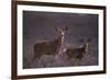 Doe and Fawn in Field-DLILLC-Framed Photographic Print