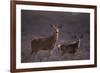 Doe and Fawn in Field-DLILLC-Framed Photographic Print