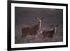 Doe and Fawn in Field-DLILLC-Framed Photographic Print