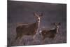 Doe and Fawn in Field-DLILLC-Mounted Photographic Print