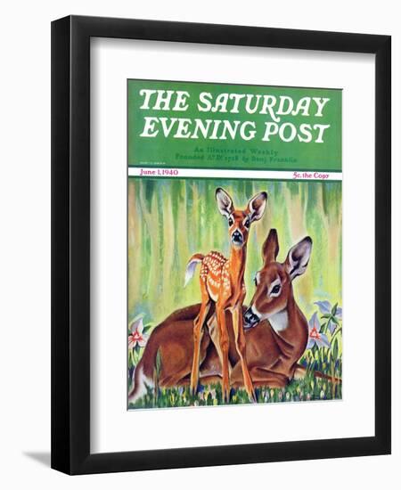 "Doe and Fawn in Forest," Saturday Evening Post Cover, June 1, 1940-Paul Bransom-Framed Giclee Print