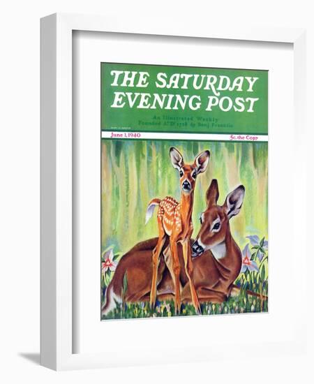 "Doe and Fawn in Forest," Saturday Evening Post Cover, June 1, 1940-Paul Bransom-Framed Giclee Print