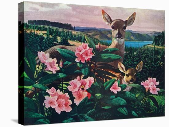 Doe and Fawn-Stan Galli-Stretched Canvas