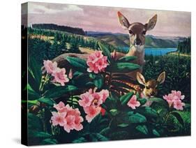 Doe and Fawn-Stan Galli-Stretched Canvas