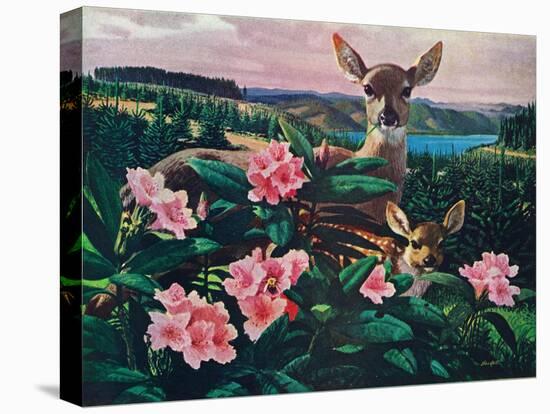 Doe and Fawn-Stan Galli-Stretched Canvas