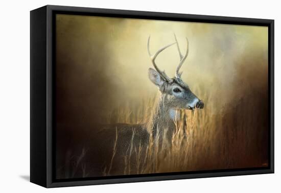 Doe Chasing-Jai Johnson-Framed Stretched Canvas