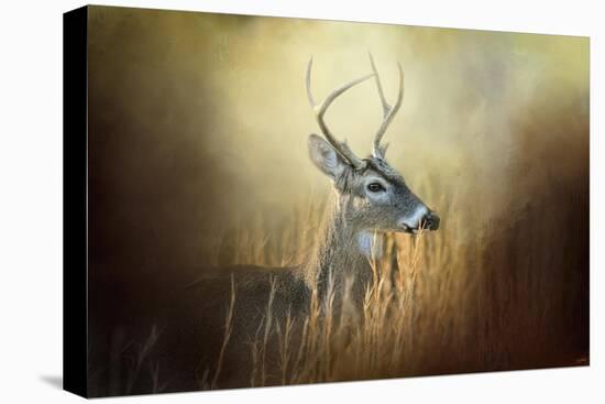 Doe Chasing-Jai Johnson-Stretched Canvas