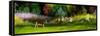 Doe in Spring Glade-Spencer Williams-Framed Stretched Canvas