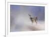 Doe in the Snow-Jai Johnson-Framed Giclee Print