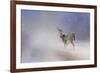 Doe in the Snow-Jai Johnson-Framed Giclee Print