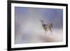 Doe in the Snow-Jai Johnson-Framed Giclee Print