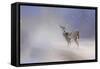 Doe in the Snow-Jai Johnson-Framed Stretched Canvas