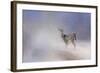 Doe in the Snow-Jai Johnson-Framed Giclee Print