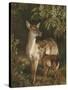 Doe with Her Fawn-Samuel John Carter-Stretched Canvas