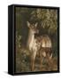 Doe with Her Fawn-Samuel John Carter-Framed Stretched Canvas