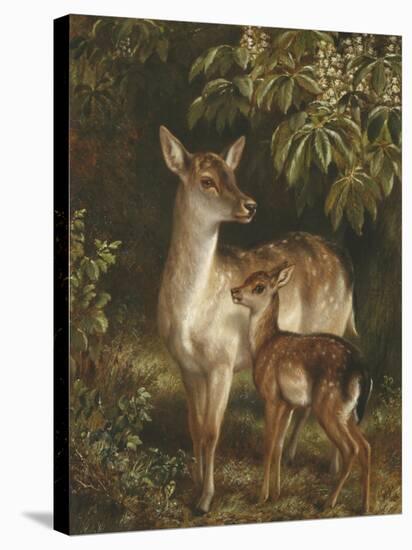 Doe with Her Fawn-Samuel John Carter-Stretched Canvas