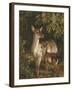 Doe with Her Fawn-Samuel John Carter-Framed Giclee Print