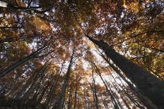 Beech Trees in Autumn, Piatra Craiului National Park, Southern Carpathian Mountains, Romania-Dörr-Photographic Print