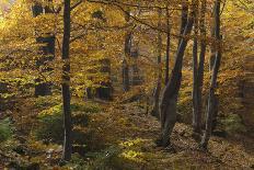 Beech Forest Canopy in Autumn, Piatra Craiului Np, Southern Carpathian Mountains, Romania-Dörr-Photographic Print