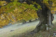 European Brown Bear (Ursus Arctos) Looking Down from Tree, Captive, Brasov, Romania-Dörr-Photographic Print