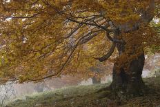 Beech Trees in Autumn, Piatra Craiului National Park, Southern Carpathian Mountains, Romania-Dörr-Photographic Print