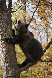 European Brown Bear (Ursus Arctos) Looking Down from Tree, Captive, Brasov, Romania-Dörr-Photographic Print