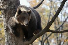 European Brown Bear (Ursus Arctos) in Tree, Captive, Private Bear Park, Near Brasov, Romania-Dörr-Photographic Print