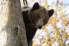 European Brown Bear (Ursus Arctos) Looking Down from Tree, Captive, Brasov, Romania-Dörr-Photographic Print