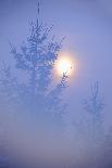 Spruce, Full Moon Seen Through Fog, Piatra Craiului Np, Southern Carpathian Mountains, Romania-Dörr-Framed Photographic Print