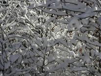 A Tree Covered with Snow, Boulder-Dörte Pietron-Photographic Print