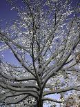 A Tree Covered with Snow, Boulder-Dörte Pietron-Photographic Print