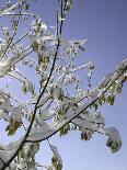 A Tree Covered with Snow, Boulder-Dörte Pietron-Laminated Photographic Print