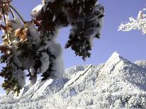 A Tree Covered with Snow, Boulder-Dörte Pietron-Stretched Canvas