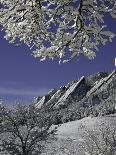 A Tree Covered with Snow, Boulder-Dörte Pietron-Photographic Print