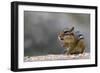 Does Anyone Have a Tissue?-Darlene Hewson-Framed Photographic Print