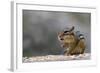 Does Anyone Have a Tissue?-Darlene Hewson-Framed Photographic Print