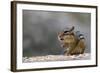 Does Anyone Have a Tissue?-Darlene Hewson-Framed Photographic Print