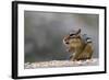 Does Anyone Have a Tissue?-Darlene Hewson-Framed Photographic Print